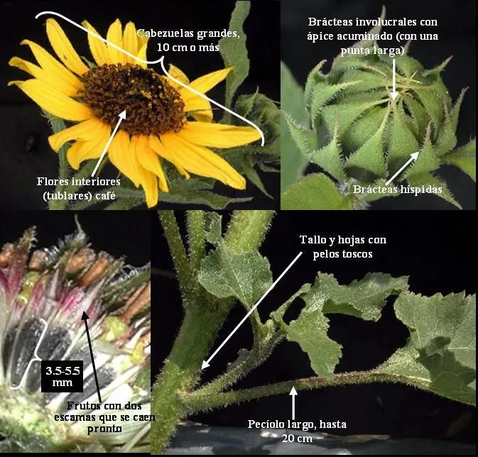 Helianthus annuus - ficha informativa