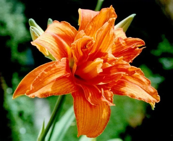 Hemerocallis Species - H. fulva Flore Pleno clone (engl.) Hemerocallis Species - H. fulva Flore Pleno clone (engl.)