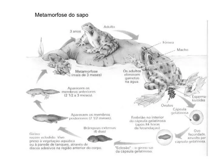 hemicordados-protocordados-e- ...