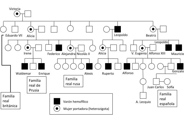 Hemofilia, la enfermedad real « Genética, sociedad y otras hierbas Hemofilia, la enfermedad real « Genética, sociedad y otras hierbas