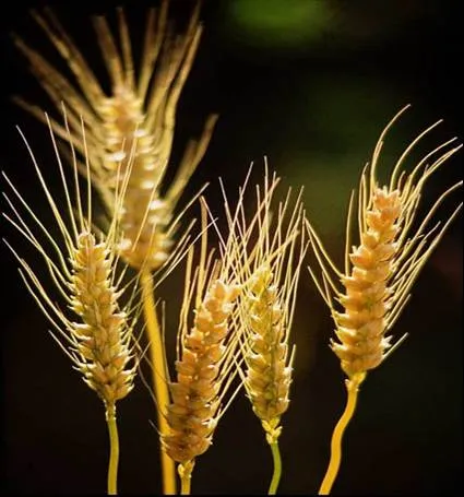 Bing Images - http://www.bing.com:80/images/search?q=Espigas+De+ ...