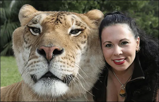 hercules-liger.png