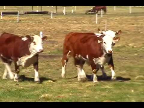 Hereford y Braford Brasileños, buenos para todo el Mundo! - YouTube Hereford y Braford Brasileños, buenos para todo el Mundo! - YouTube