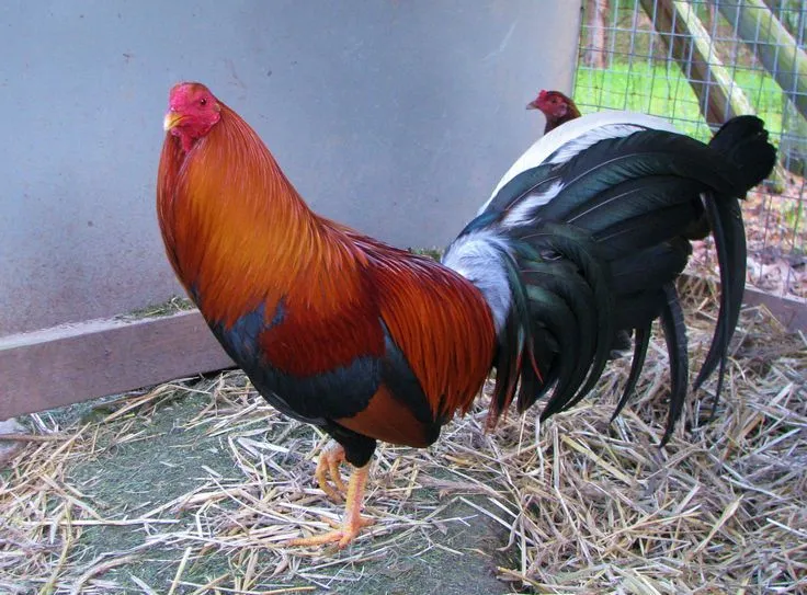 Herman Pinnon Yellow Leg Hatch | Gallos finos | Pinterest | Legs ...
