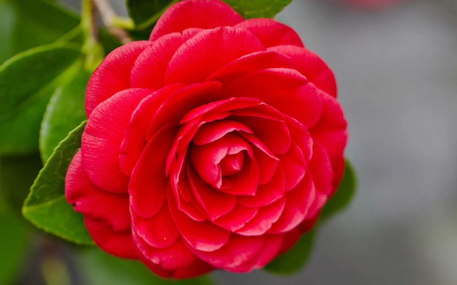 Hermosa Camelia Roja - Imágenes de Flores | Fotos e Imágenes en ... Hermosa Camelia Roja - Imágenes de Flores | Fotos e Imágenes en ...