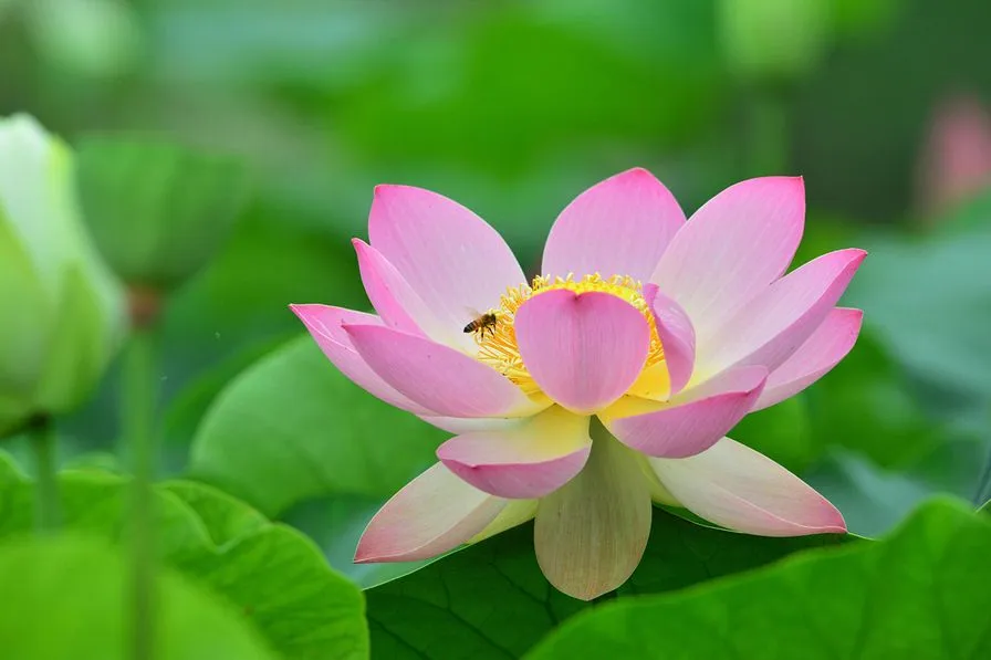 Hermosa flor de loto en los pantanos de Indonesia | Banco de Imagenes