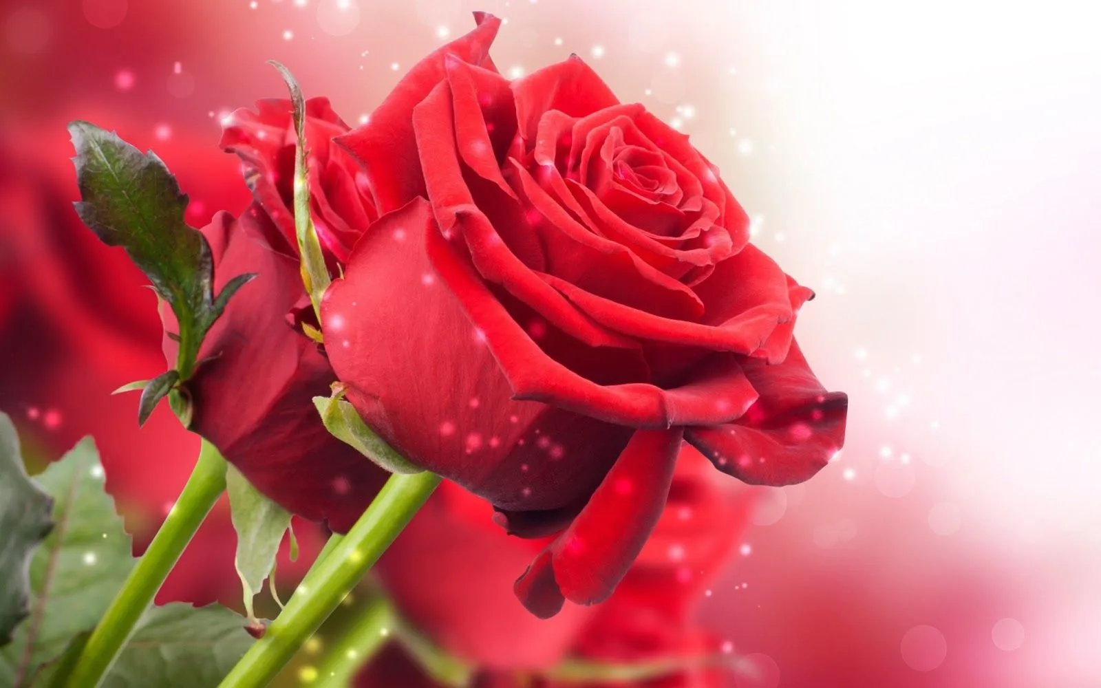 Hermosa-Flor-Roja_Imagenes-HD-de-Flores-Rojas | soleah11 Hermosa-Flor-Roja_Imagenes-HD-de-Flores-Rojas | soleah11