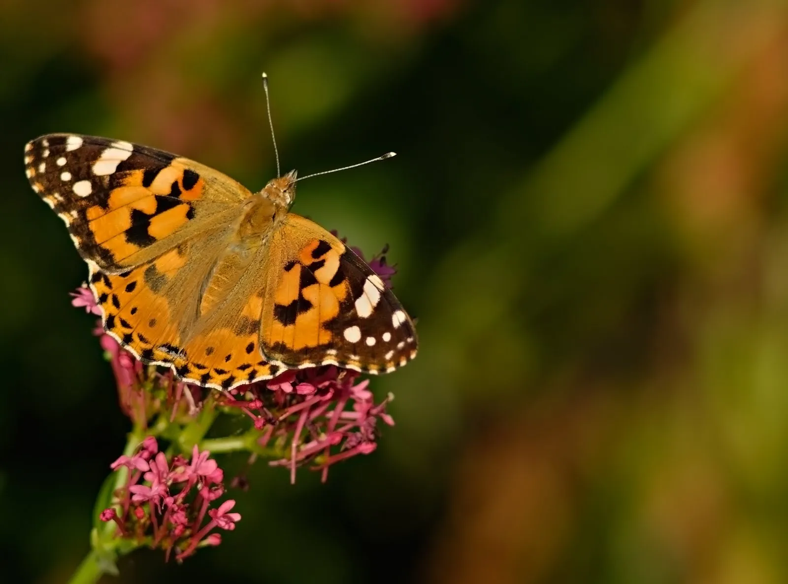 Hermosa mariposa monarca sobre las flores silvestres | Banco de ... Hermosa mariposa monarca sobre las flores silvestres | Banco de ...