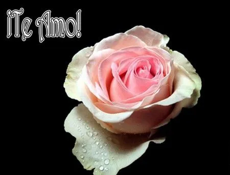 Imagenes de rosas hermosas de amor - Imagui