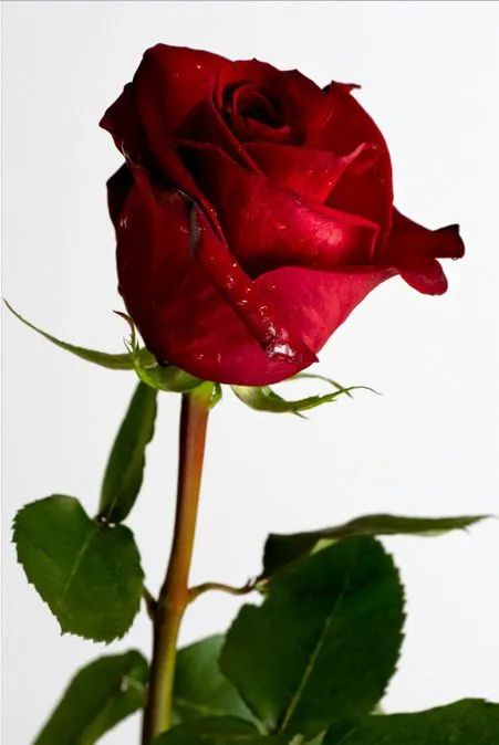 Hermosa rosa roja para compartir en Facebook | Banco de Imagenes Hermosa rosa roja para compartir en Facebook | Banco de Imagenes