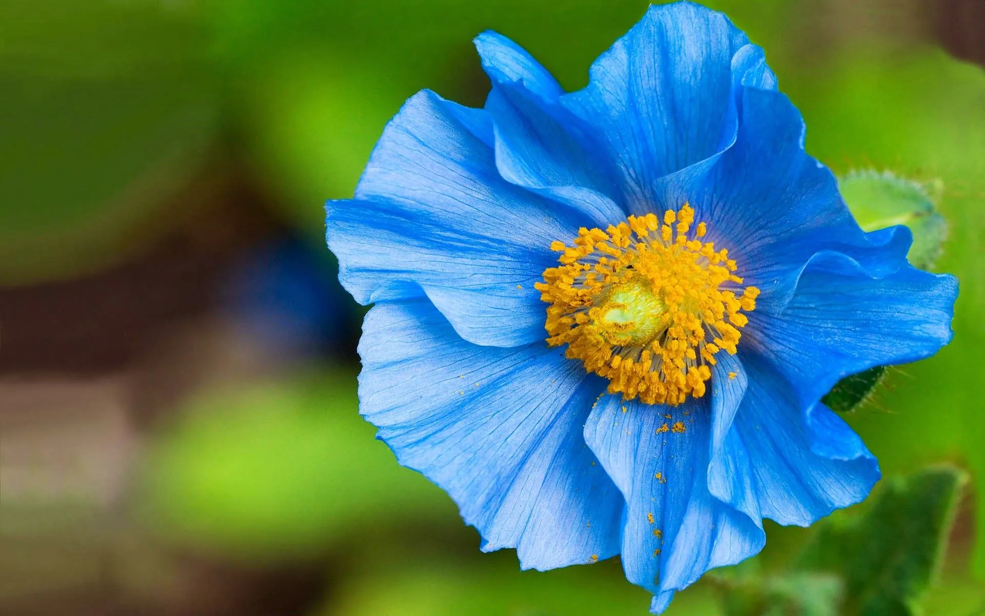Hermosas Flores Azules | Fotos e Imágenes en FOTOBLOG X