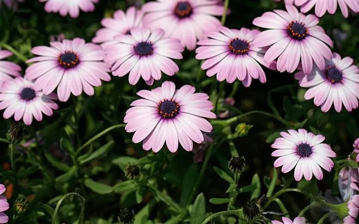 Hermosas flores de caléndula fondos de pantalla #15 - Fondo de ... Hermosas flores de caléndula fondos de pantalla #15 - Fondo de ...