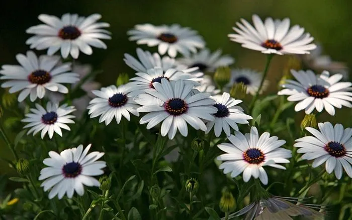 Hermosas flores de caléndula fondos de pantalla #6 - Fondo de ...