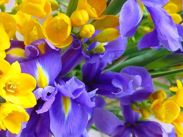Hermosas flores moradas y amarillas imagen #3480 Hermosas flores moradas y amarillas imagen #3480