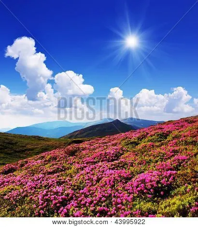 Hermosas flores rosadas de glade Rododendro. Día de sol brillante ...