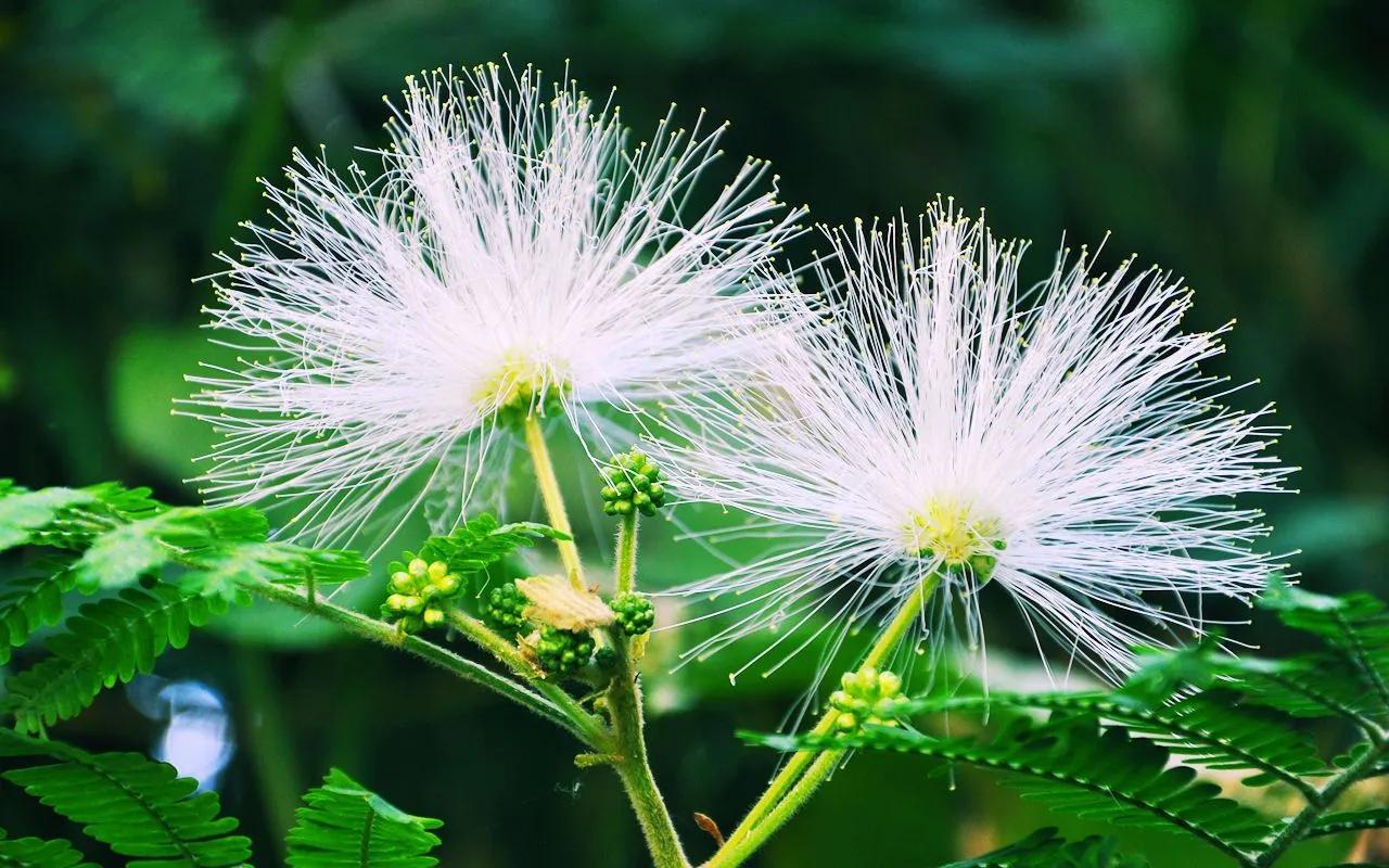 Hermosas flores silvestres de color blanco