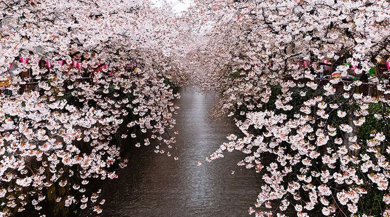 La más hermosas fotos de flores de cerezo japoneses - 2014 - POP ... La más hermosas fotos de flores de cerezo japoneses - 2014 - POP ...