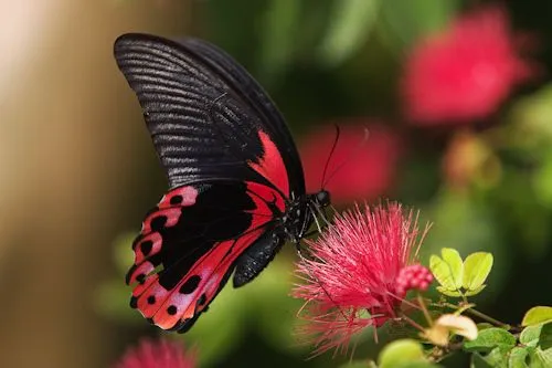 LA VIDA Y EL COLOR EN EL MUNDO DE LAS MARIPOSAS... | Inteligencia ...