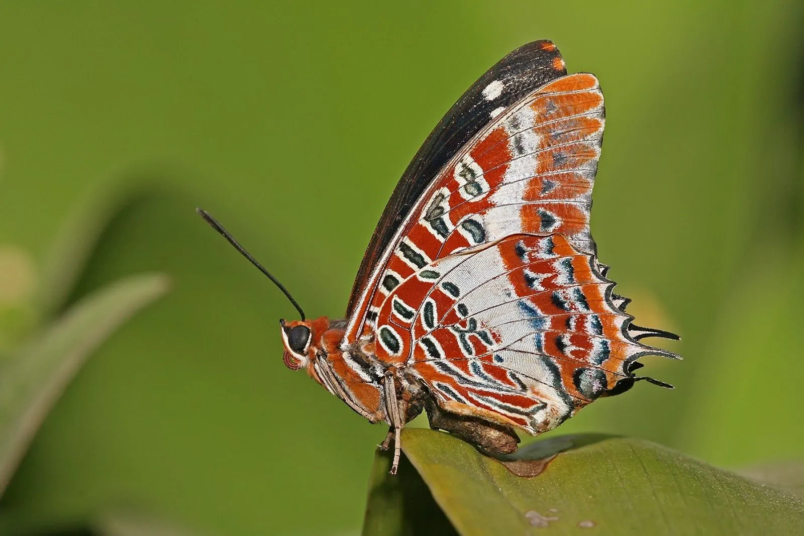 Fondos pantalla mariposas hermosas - Imagui Fondos pantalla mariposas hermosas - Imagui