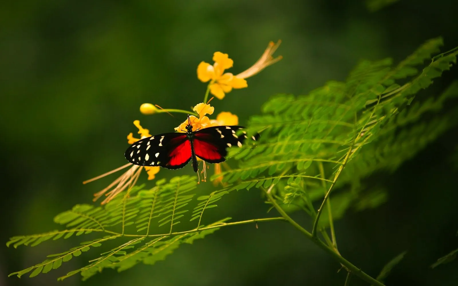 Hermosas Mariposas en la Naturaleza | Fotos e Imágenes en FOTOBLOG X Hermosas Mariposas en la Naturaleza | Fotos e Imágenes en FOTOBLOG X
