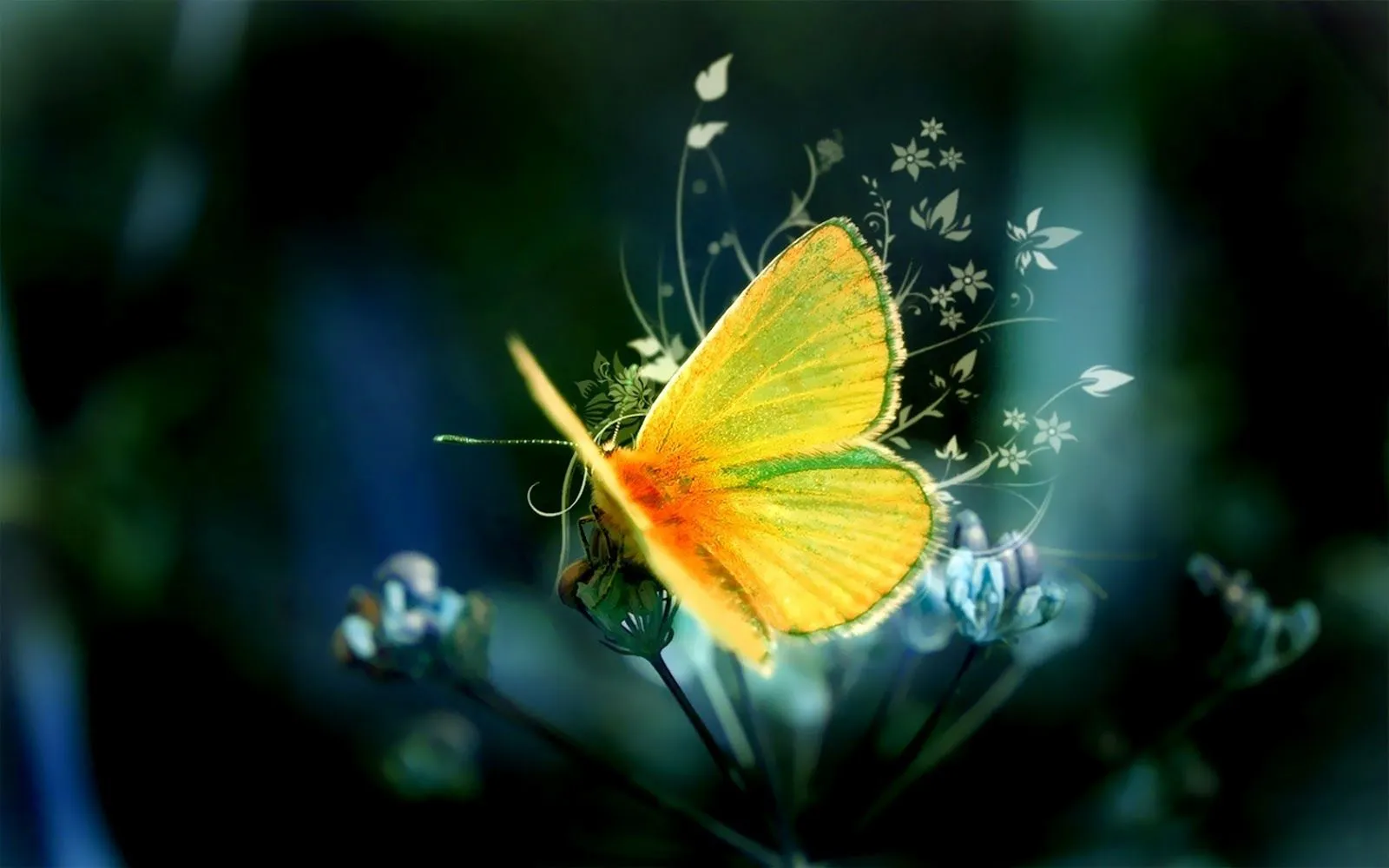 Hermosas Mariposas en la Naturaleza | Fotos e Imágenes en FOTOBLOG X Hermosas Mariposas en la Naturaleza | Fotos e Imágenes en FOTOBLOG X