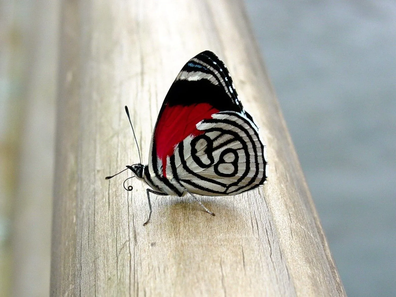 Hermosas Mariposas en la Naturaleza | Fotos e Imágenes en FOTOBLOG X