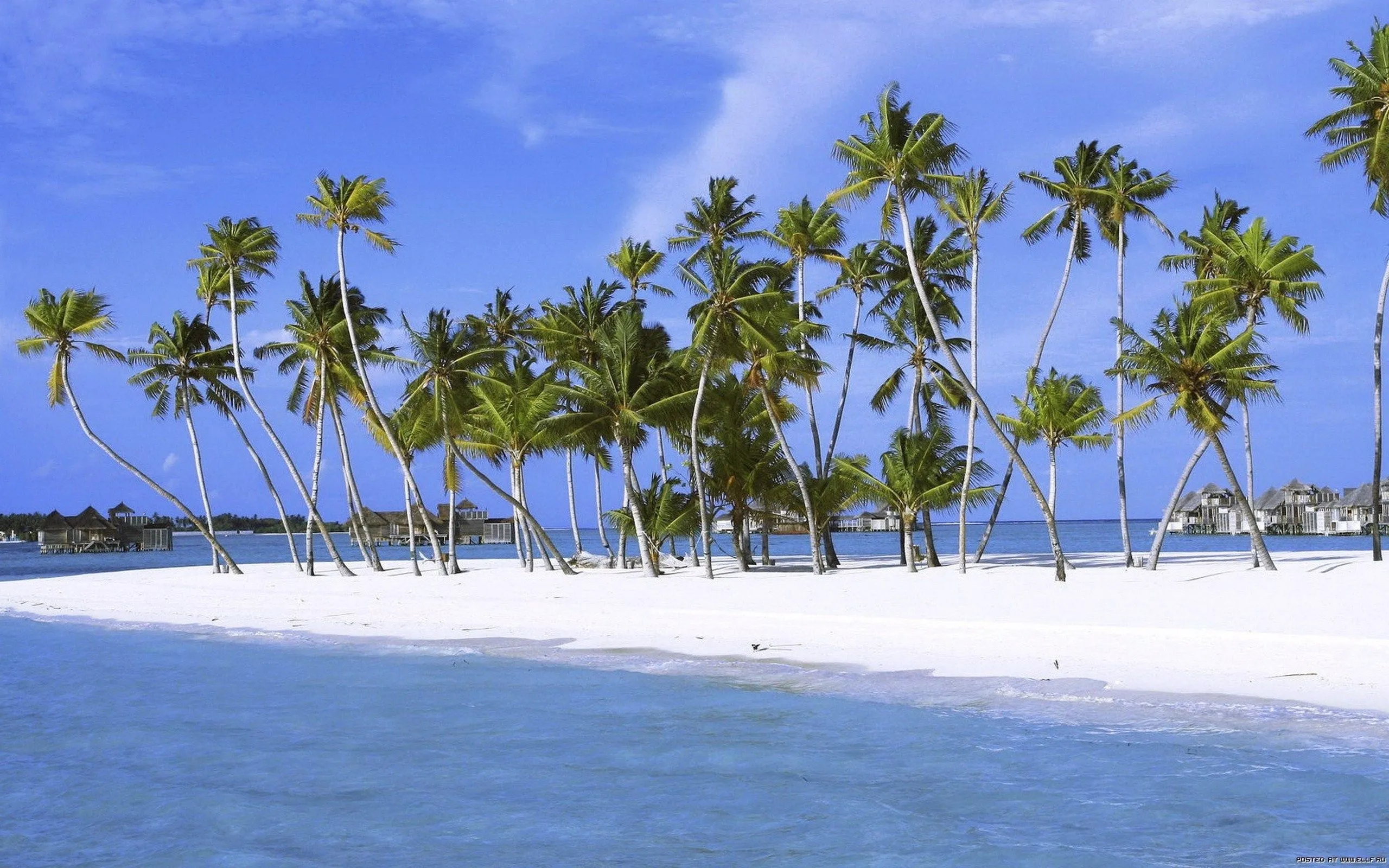 Hermosas Palmeras en la Playa | Descargar Imagenes de Fondo Hermosas Palmeras en la Playa | Descargar Imagenes de Fondo