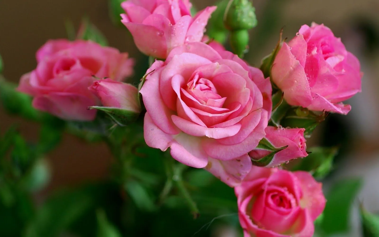 Hermosas Rosas Rosadas | Fotos e Imágenes en FOTOBLOG X