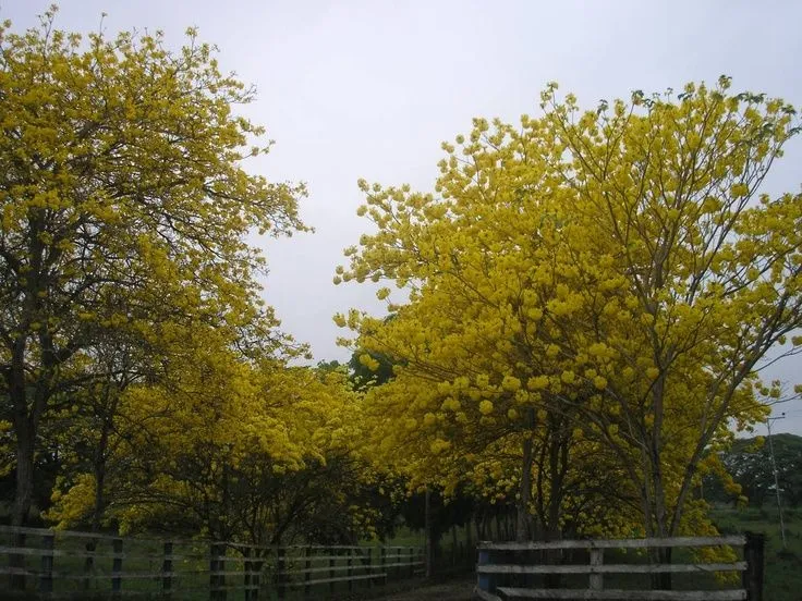 Hermoso Arbol Araguaney | bellos arboles | Pinterest