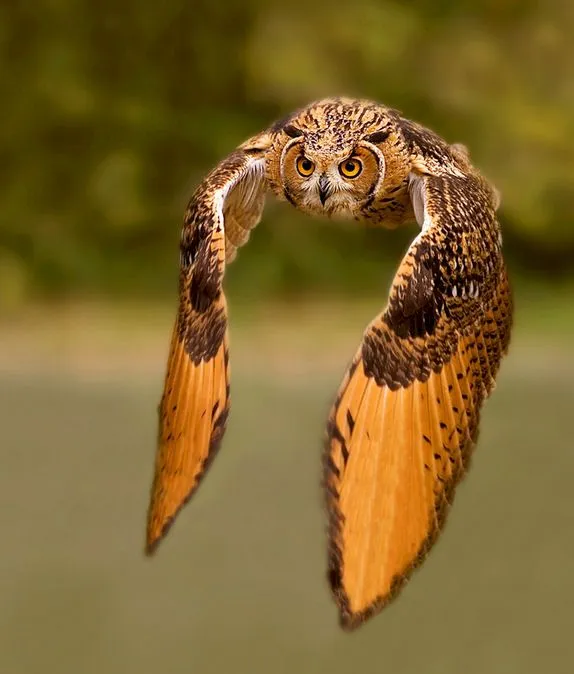 Hermoso búho volando de regreso a casa (Aves Exóticas) | BANCO DE ...
