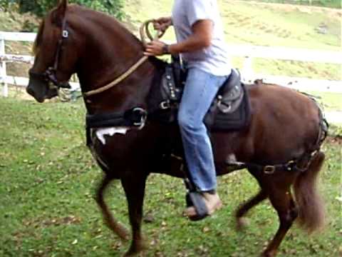 HERMOSO CABALLO DE PASO FINO 2 EN VENTA - YouTube HERMOSO CABALLO DE PASO FINO 2 EN VENTA - YouTube