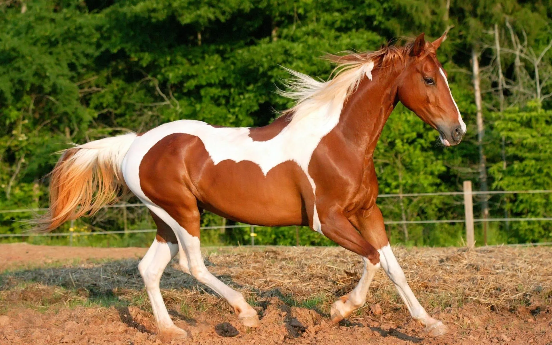 Hermoso Caballo Pío Alazán | Fotos e Imágenes en FOTOBLOG X Hermoso Caballo Pío Alazán | Fotos e Imágenes en FOTOBLOG X