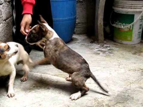 HERMOSO CACHORRO BULL TERRIER LIMA - YouTube