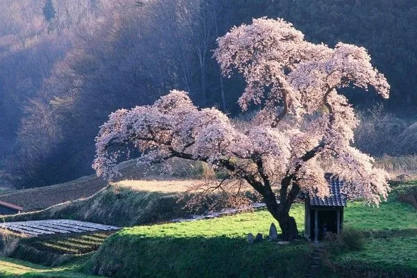 Un hermoso cerezo en flor (5283)