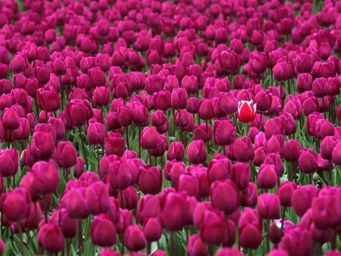 Hermoso fondo de pantalla Flores (1) #24 - Fondo de pantalla de ...