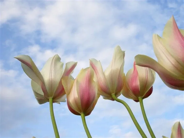 Hermoso fondo de pantalla Flores (3) #14 - Fondo de pantalla de ...