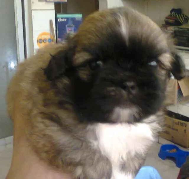 Hermoso shitzu mini toy tricolor buena genealogía con pedigree ... Hermoso shitzu mini toy tricolor buena genealogía con pedigree ...