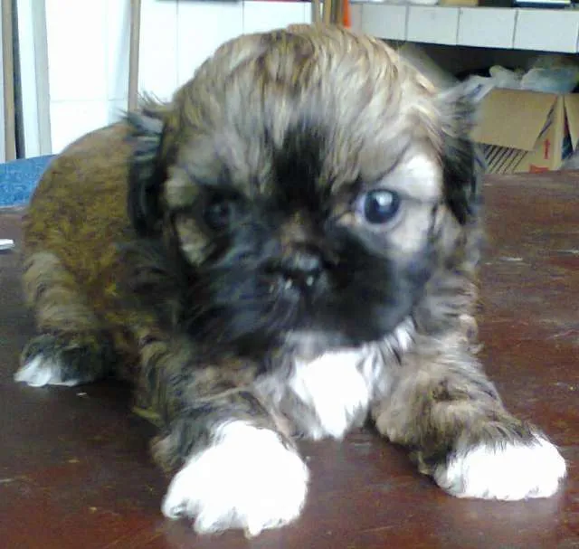 Hermoso shitzu mini toy tricolor buena genealogía con pedigree ...