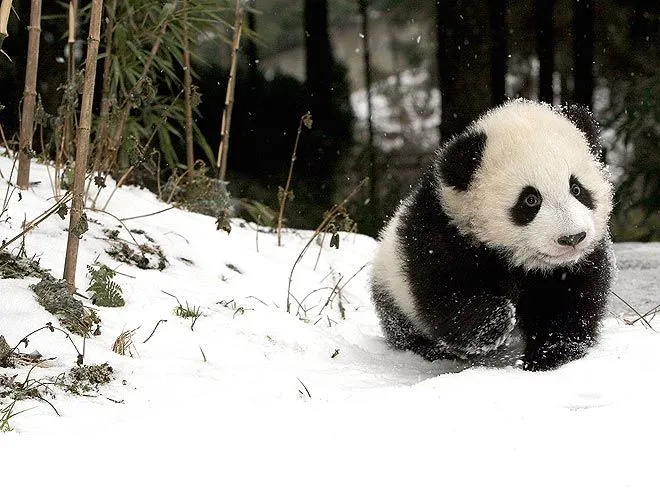 Panda tiernos - Imagui