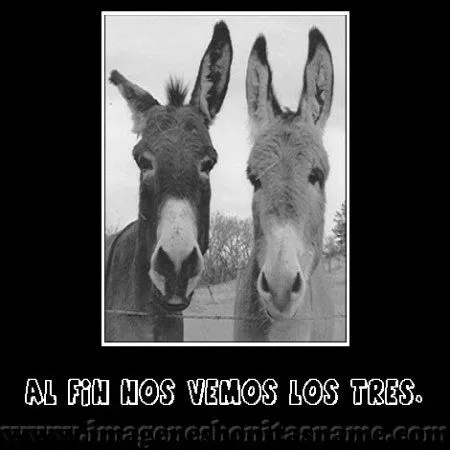 Tres Hermosos Burros - Imagenes Bonitas | Frases Bonitas