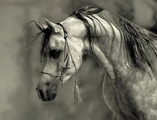 HERMOSOS CABALLOS ~ MEENCANTAELCABALLO