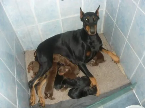 Hermosos cachorros doberman - Maldonado, Uruguay - Animales / Mascotas