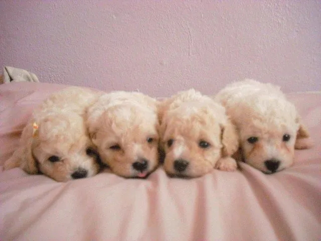 Poodle bebé de 1 mes - Imagui