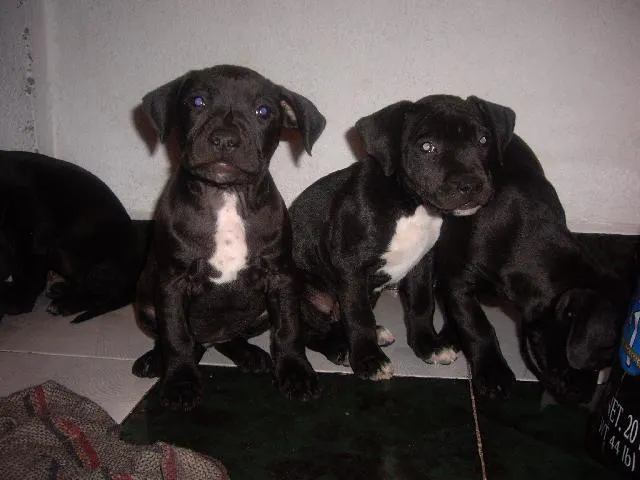 Pitbull negro bebé - Imagui