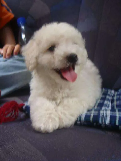 Hermosos cachorros, raza french mini toy. - Ciudad de Guatemala ...