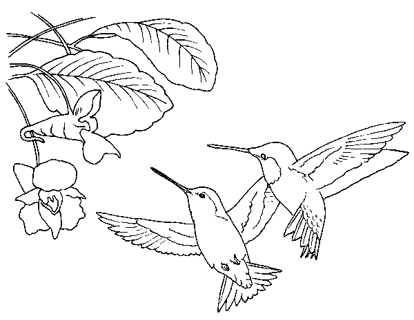 Hermosos colibríes para imprimir y pintar | Colorear imágenes