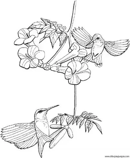 Hermosos colibríes para imprimir y pintar | Colorear imágenes