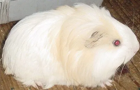 Cuyos peruanos bebés - Imagui