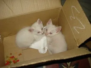 ADOPTEMOS UN PP!...: ...HERMOSOS GATITOS BEBES... ADOPTEMOS UN PP!...: ...HERMOSOS GATITOS BEBES...