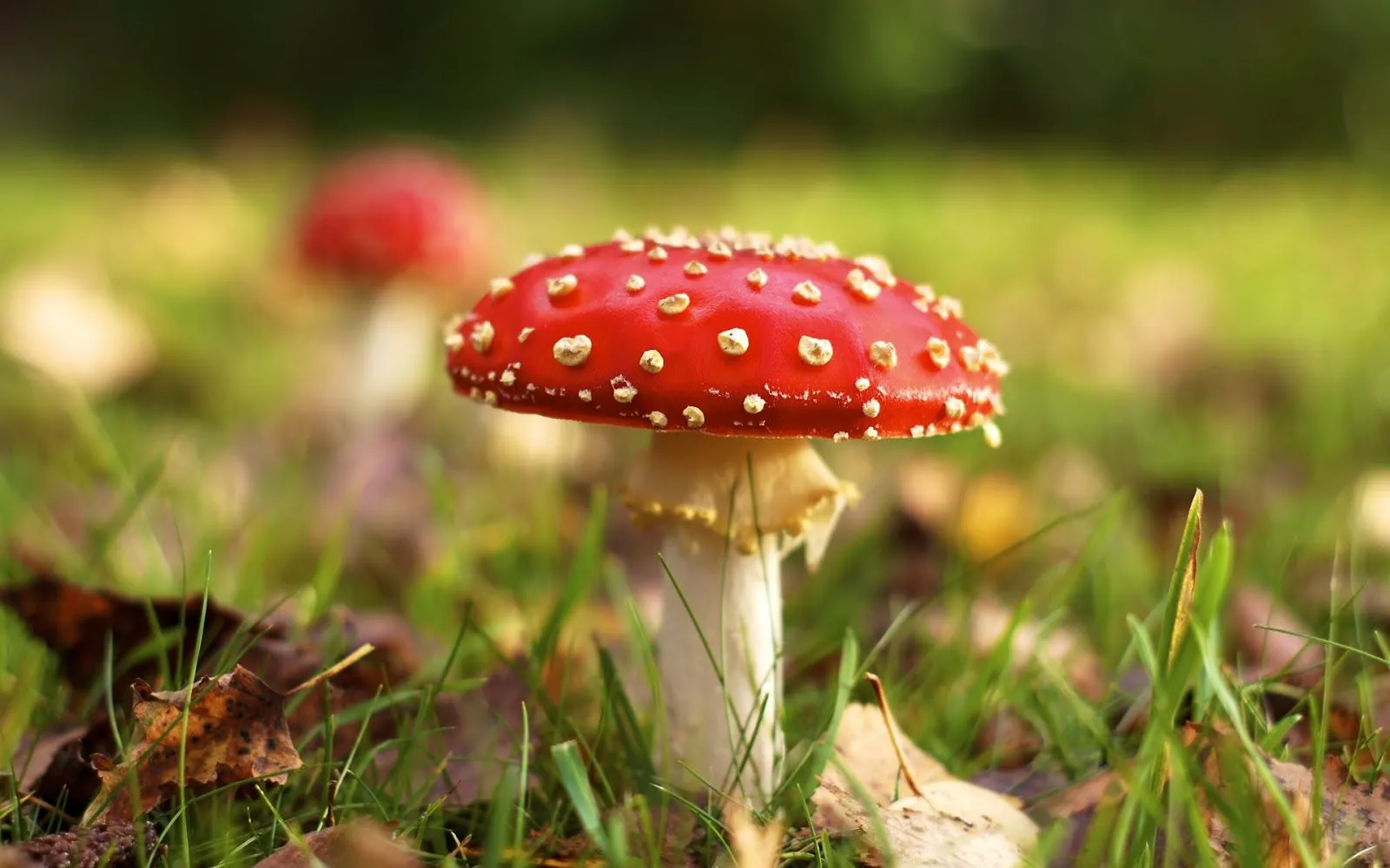 Hermosos-Hongos-Rojos-y-Blancos-con-forma-de-Sombrero_Imagenes-de ... Hermosos-Hongos-Rojos-y-Blancos-con-forma-de-Sombrero_Imagenes-de ...